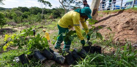 Foram plantadas 200 mudas de árvores nativas na Área de Preservação Permanente (APP) nas margens do Rio Cuiabá