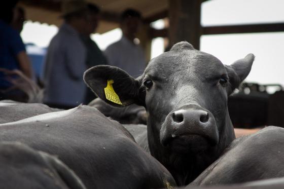 Até o momento mais 117 mil produtores rurais já realizaram a comunicação do número de animais nas propriedades