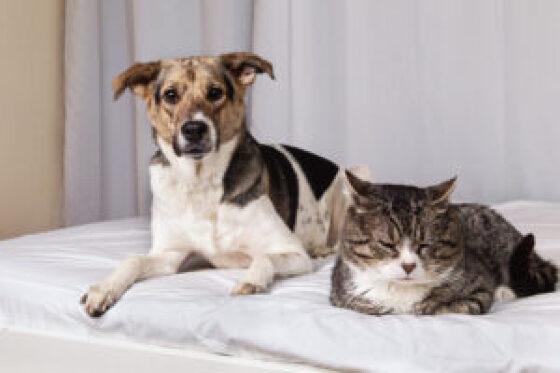 Em fevereiro serão atendidos 802 cães e gatos gratuitamente