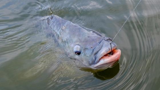 Por quatro meses, fica proibida a pesca em rios do estado. Fiscalização será intensificada no período.