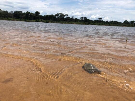 A ação coordenada pela Gerência do Parque Estadual do Araguaia apreendeu também 250 kg de pirarucu, duas embarcações de 