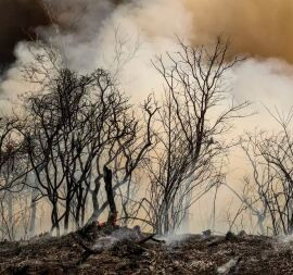 ICMBio suspeita de incêndio criminoso na Floresta Nacional de Brasília