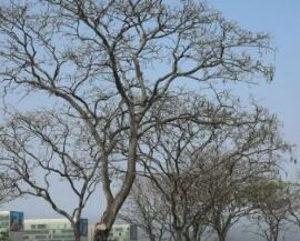 Brasília atinge recorde histórico de seca nesta sexta-feira