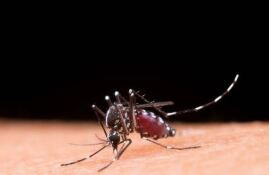 Brasil ultrapassa 1 milhão de casos prováveis de dengue em 2025