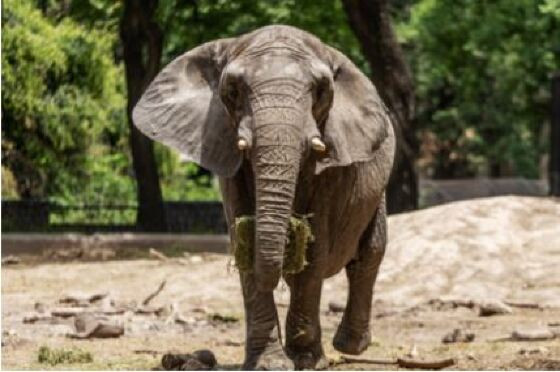 ELEFANTE.JPG