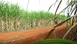 Brasil terá segunda maior safra de cana, segundo estimativa da Conab
