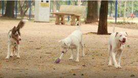 Saiba como funciona o SinPatinhas, novo RG Animal para cães e gatos