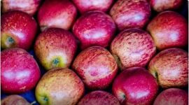Exportação de frutas cresceu 26% no primeiro trimestre de 2025