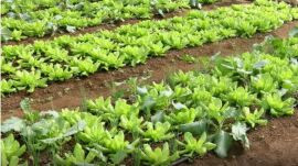 Conab: preço da batata e da alface caiu em março