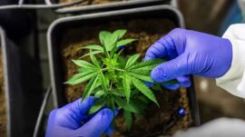 Cultivo de cannabis medicinal pelo agronegócio é destaque em congresso