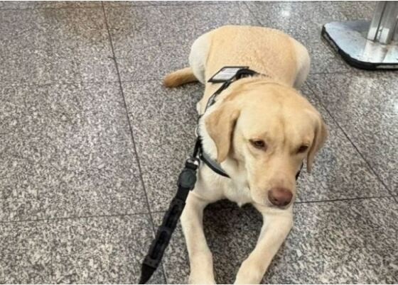 CÃO.JPG