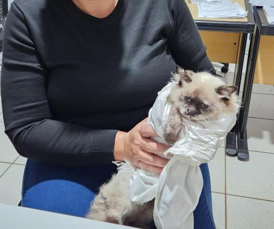 gato (1).jpg