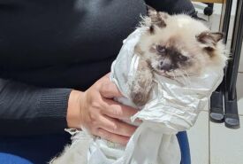 Homem investigado por castração clandestina de gatos é preso pela Polícia Civil