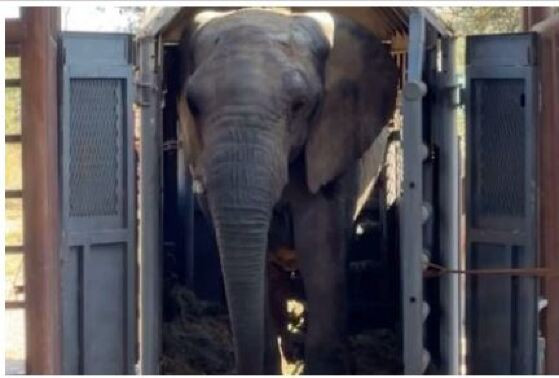 ELEFANTE.JPG