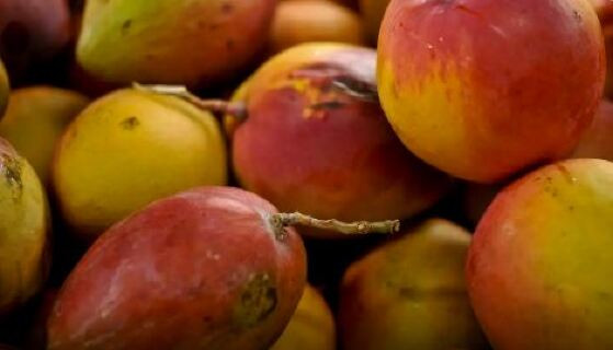 FRUTA.JPG