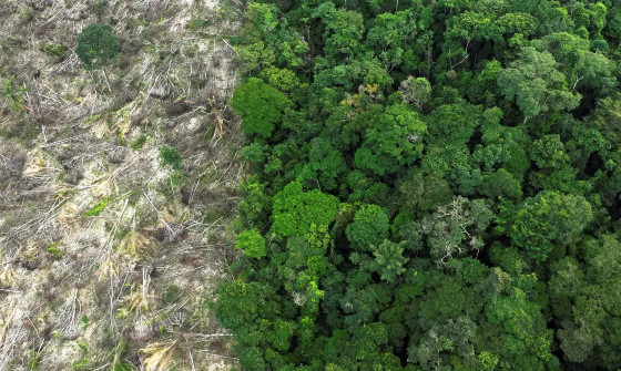 amazonia desmatamento.png