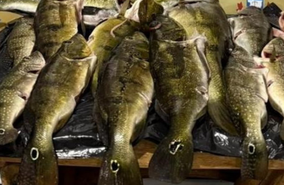 Pesca Predatória.png