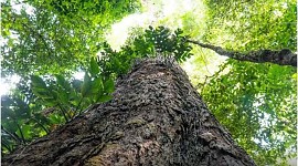 Suíça anuncia doação de R$ 33 milhões para Fundo Amazônia