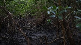 Pacto global para proteger manguezais tem adesão de 46 governos