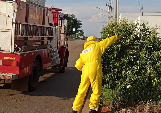 Corpo de Bombeiros Casos de Insetos.png