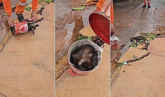 Cachorro na Lixeira.png