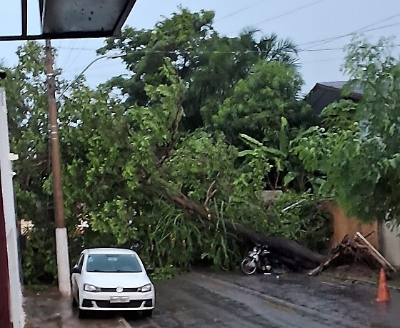 Imagem Árvore Caindo.png