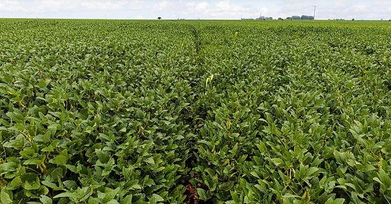 Plantação de Soja.png