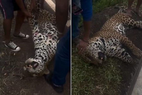 Onça-pintada Primavera do Leste.png