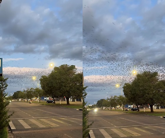 Revoada Andorinhas.png