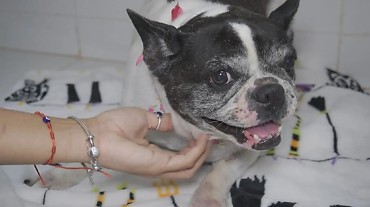 Maus-tratos a animais domésticos cresce mais de 100% em Mato Grosso