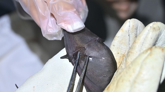 UFMT SINOP MORCEGO.png