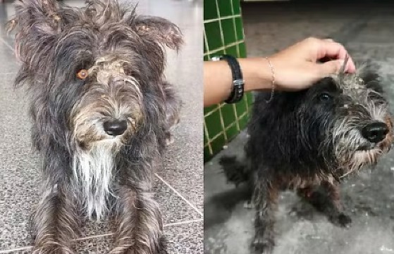 Cão que vigiava porta de UPA à espera de dono falecido ganha novo lar